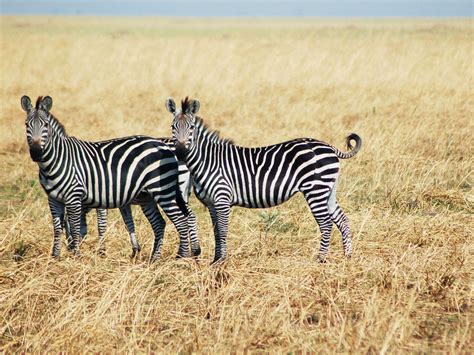 The Man in the Zebra Suit Knows the Secret of the Stripes | WIRED