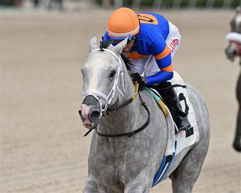 Pegasus World Cup Contender Profile: WHITE ABARRIO | Horse Racing News