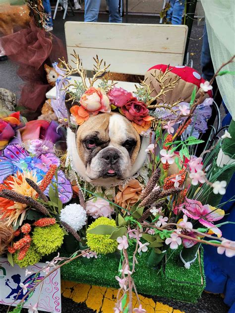 See Cute Dogs in Costume at the 33rd N.Y.C. Halloween Dog Parade