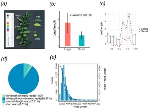 Transcriptome Analysis Provides Valuable Insights into Leaf Size ...