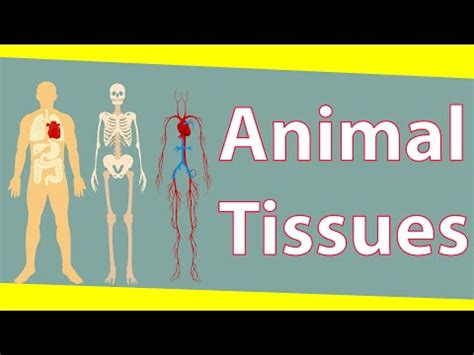 Introduction to animal tissues - Tissues - Class 9 Biology - Science ...