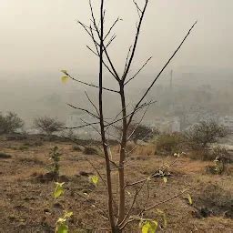 Green Army Pune Miyawaki Forest Site - National forest - Pune ...