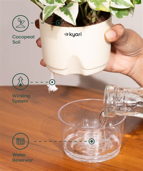 Buy Oyster Plant (Moses-in-the-cradle) Self Watering - Kyari – shop.kyari