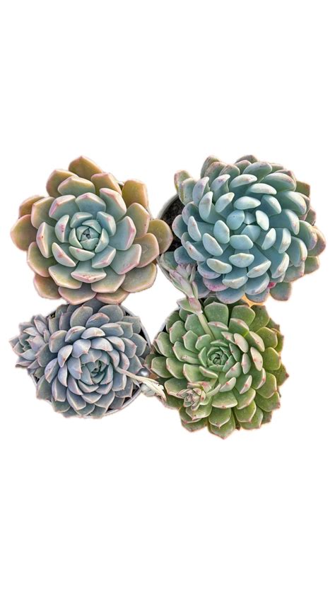 Combo of 4 succulent plants (bare rooted) – Secculent