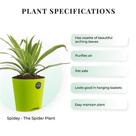 Spider plant and Peace lily with Attractive Self Watering Pot (Assorte ...