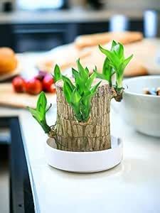 Brazilian Timber Tree Live Plant – Long-life hardwood plant ideal for ...