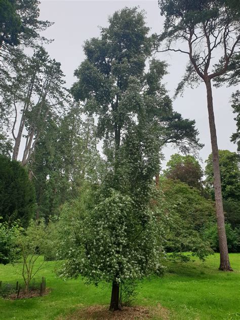 Hoheria angustifolia 'Borde Hill' | Westonbirt