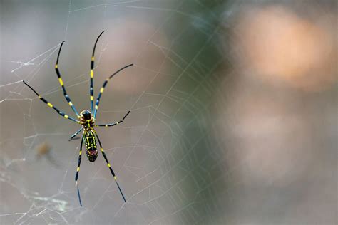 Joro Spiders, Spreading in the Southeast, Can Survive Surprisingly Well in Cities