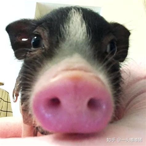 可爱的小猪摄影图__家禽家畜_生物世界_摄影图库_昵图网nipic.com