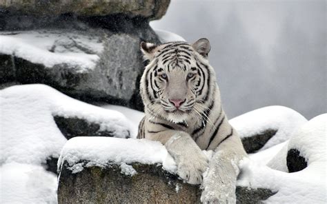 Snow Tiger Wallpapers - Wallpaper Cave