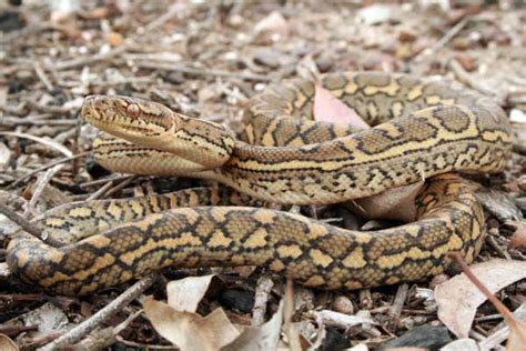 Image result for Coastal Carpet Python Colours