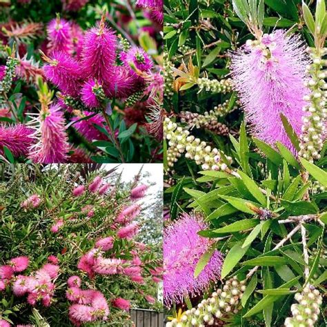 Callistemon Viminalis, Weeping Bottle Brush Plant (Pack of 1 Healthy ...