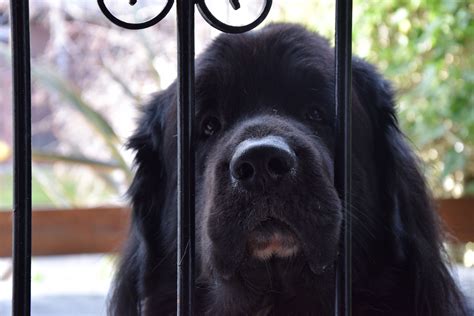 Terranova - A Majestic and Loyal Dog Breed