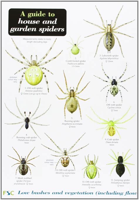 Types Of Spiders With Identification Guide (Names – JFTU