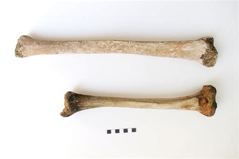 Giant Human Skeleton Museum