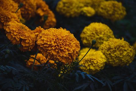 How to Grow Marigold Flower: Season, Seeds & Cultivation in India | BigHaat