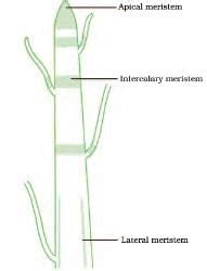 Important Diagrams: Tissues - Science Class 9 PDF Download