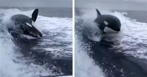 Killer Whale Tries To Catch Up To Speedboat