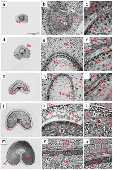 Morphological and Ultrastructural Features of Formation of the Skin of ...