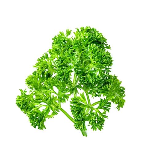 Parsley leaf or petroselinum crispum leaves isolated on white ...