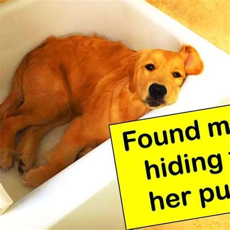 Funny Dogs Clean 的图像结果