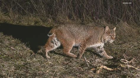 Indiana will allow hunters to trap and snare bobcats in 40 counties | wthr.com