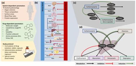 Pharmacokinetics of the CYP3A4 and CYP2B6 Inducer Carbamazepine and Its ...