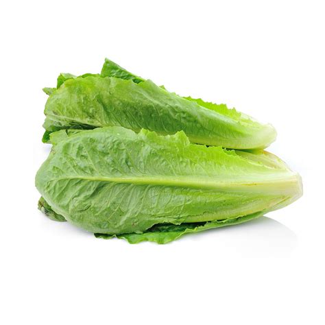 Cos lettuce | Veggycation