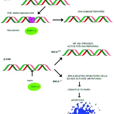 Repairing DNA 的图像结果