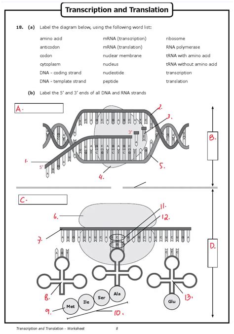 Free dna transcription translation worksheet, Download Free dna ...