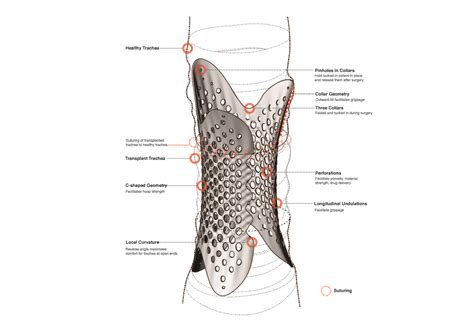 Image result for Shell Lace Structure
