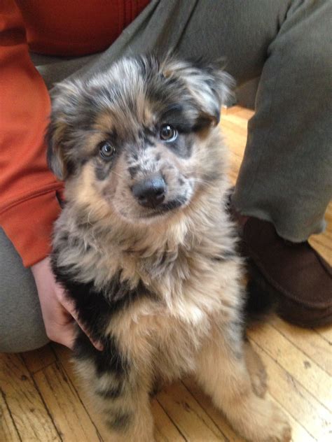 RIPLEY-- Australian Shepherd/Blue Heeler Mix | Heeler puppies, Blue ...