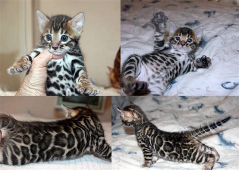 Homepage - Bengal Kittens For Sale