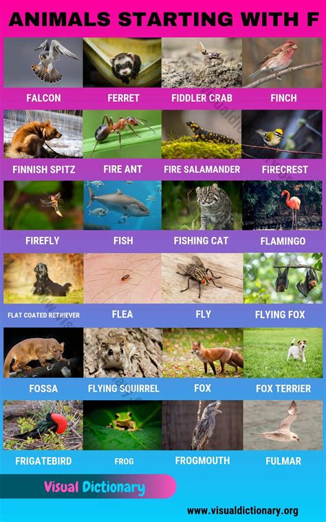Animals that Start with F in English - Visual Dictionary