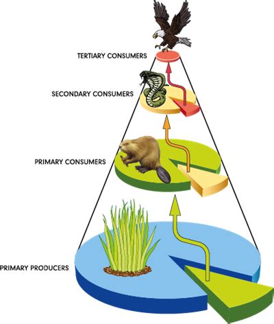 Other Functions of Forests — lesson. Science CBSE, Class 7.