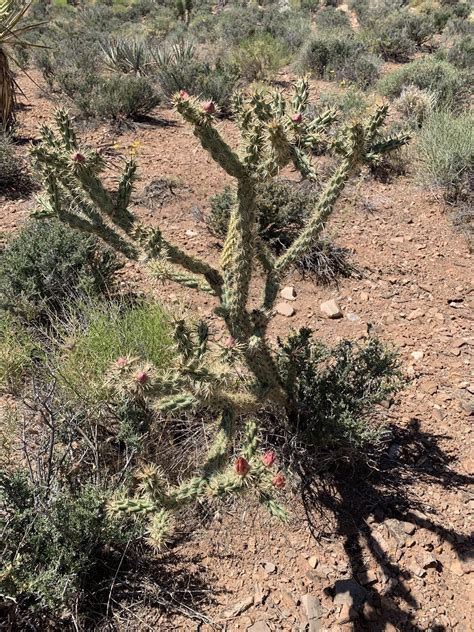 Image result for Loop Pimple