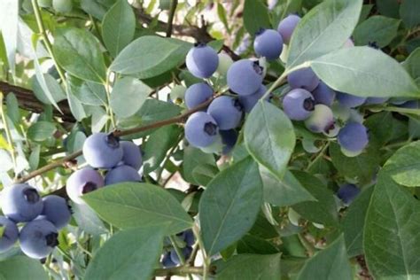 蓝莓怎么过冬 —【发财农业网】