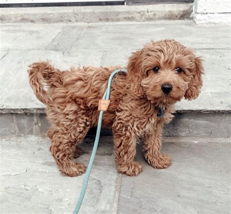 Image result for Large Cockapoo
