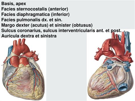 PPT - HEART PowerPoint Presentation, free download - ID:463693