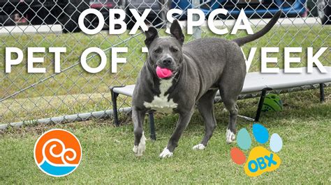 Meet the Outer Banks SPCA Pet of the Week Gracie | Island Free Press