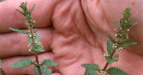 Stinging Nettle Tree 的图像结果