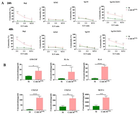 CAR-Macrophages and CAR-T Cells Synergistically Kill Tumor Cells In Vitro