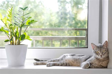 Is The ZZ Plant Toxic To Cats? Find Out The Answer Here!