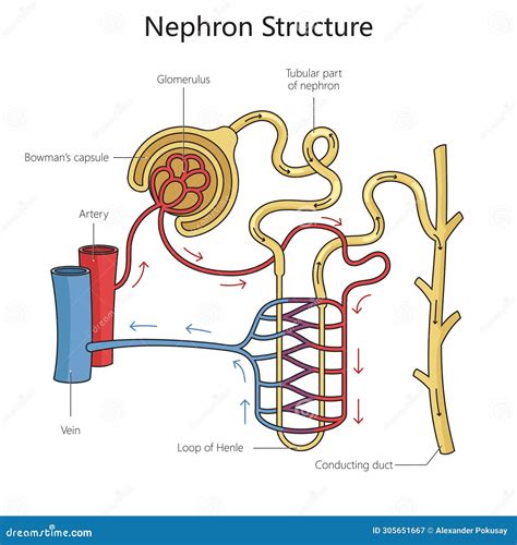 Structure Of Nephron Diagram - Rainyweathers