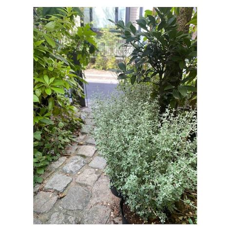 Rhagodia hastata | Seeding