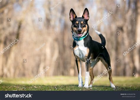 Australian Cattle Dog Is A Mixed Breed