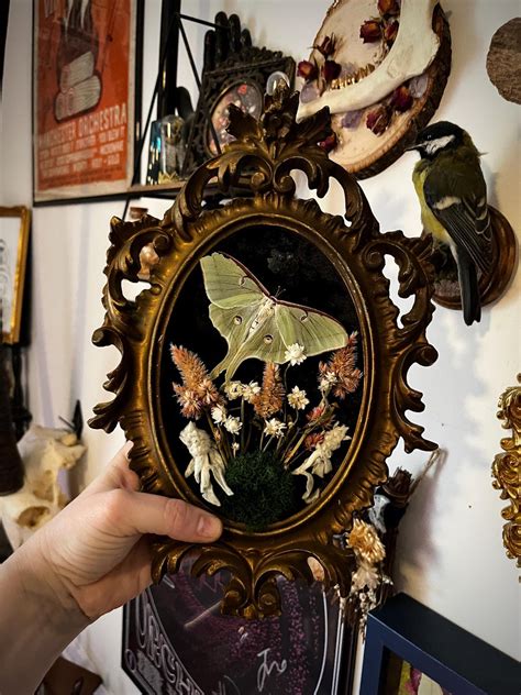 Vintage Bubble Glass Frame With Luna Moth / Moldavite / Dried Flowers ...
