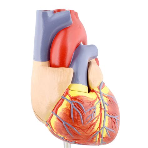 BEXCO Anatomical Heart Model, Anatomically correct Human Heart Anatomy ...