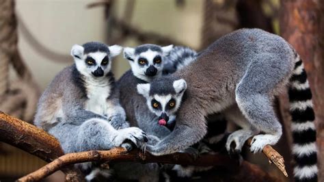 Why Madagascar Is the Best Place to Witness Lemurs in Action - Animals ...