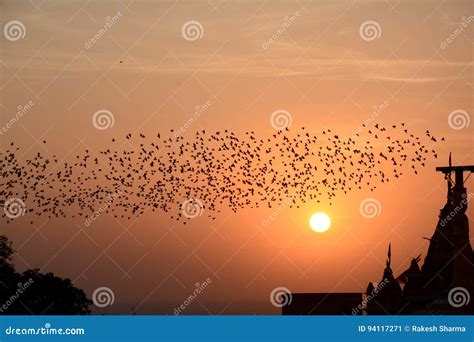 Flocking Behavior of Starlings Birds in Bikaner Stock Image - Image of ...